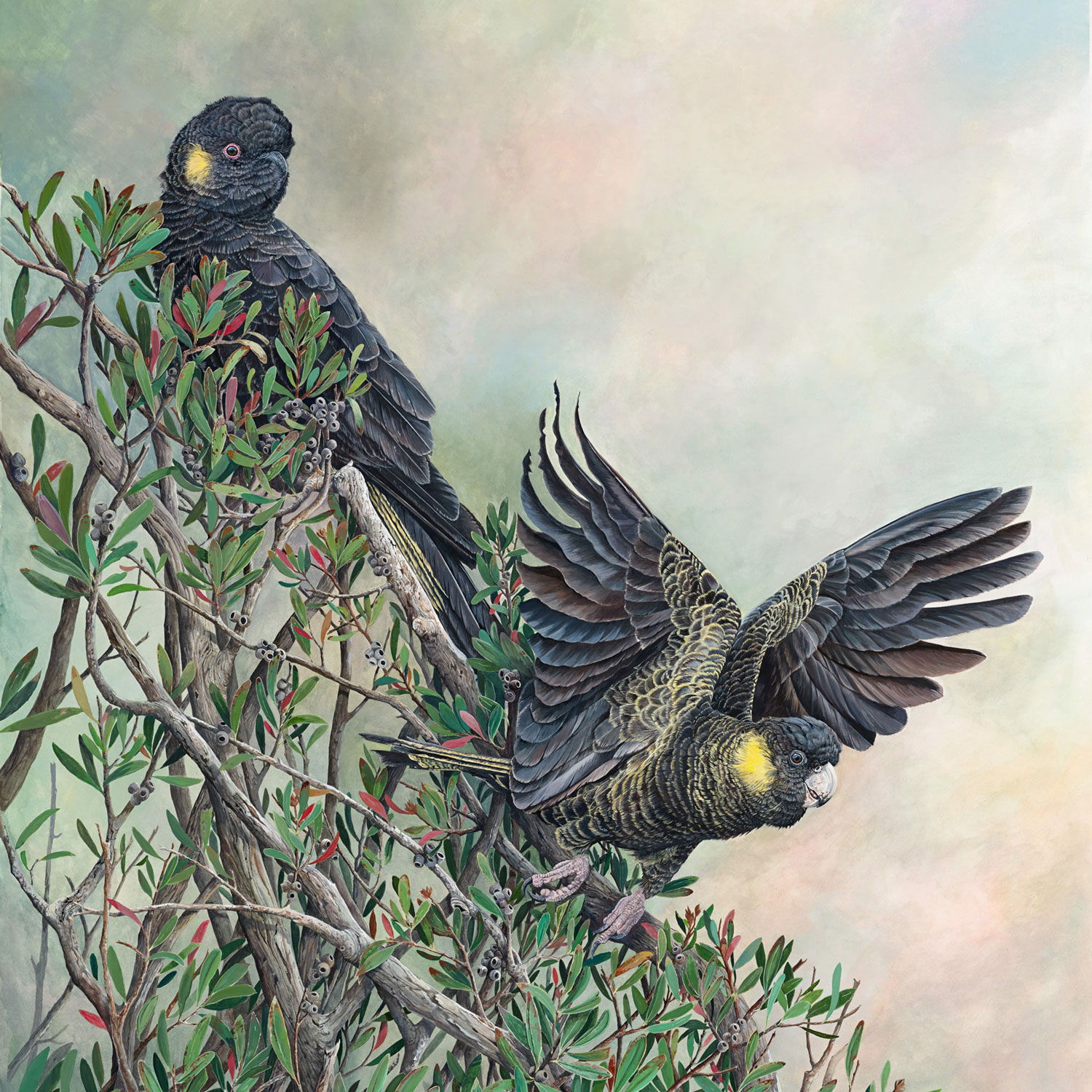 WEB-SQUARE-CROP-Black-Cockatoos-copy