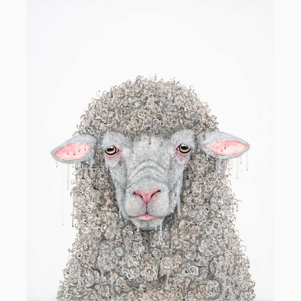 A wooly white sheep against a white background.
