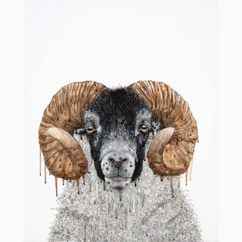 A sheep with a black face and large curled horns against a white background.