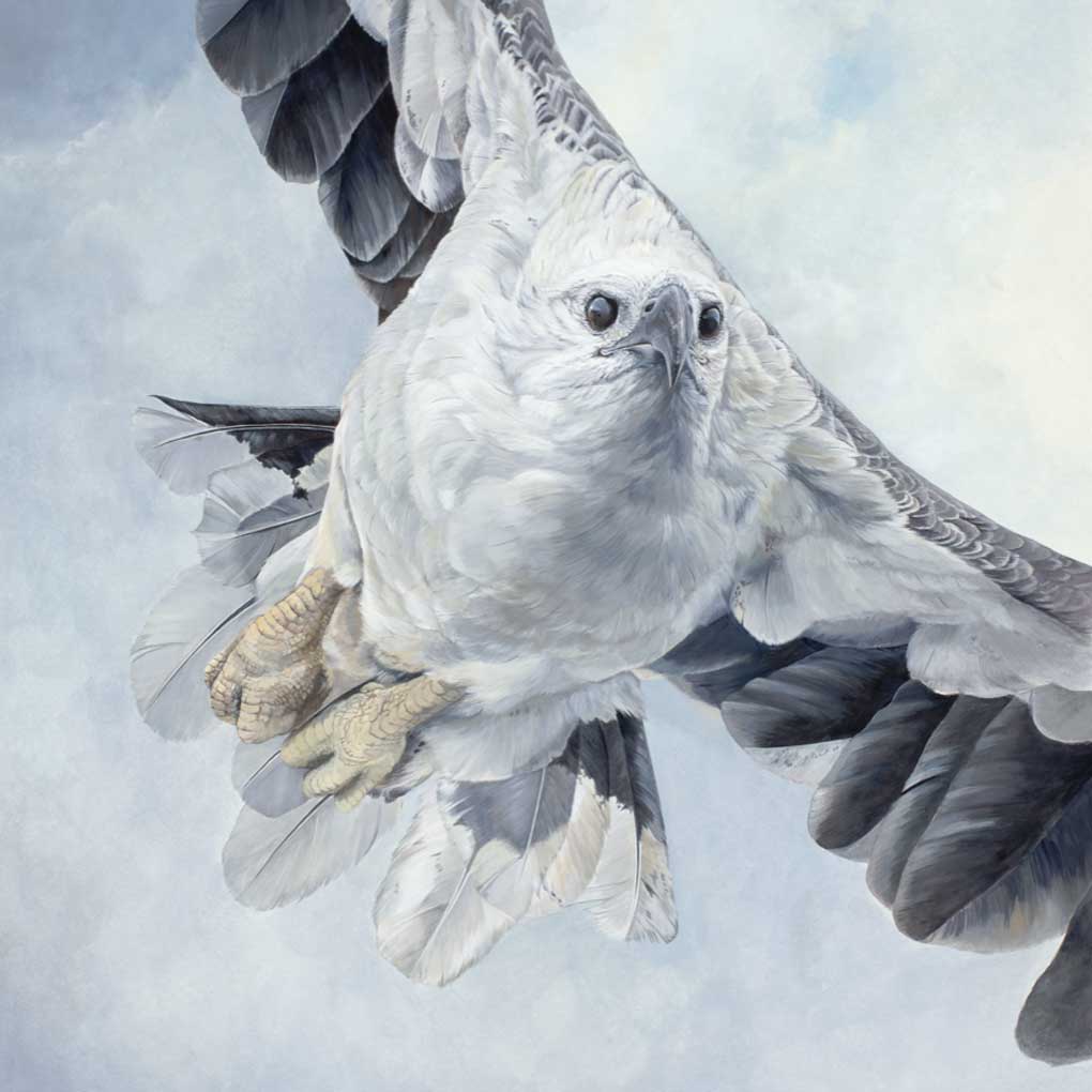 Katherine Cooper. Final Approach. White-bellied sea eagle. Watercolour gouache.