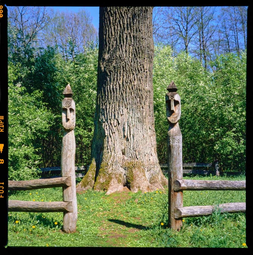 A photograph of the base and trunk of a large, ancient oak tree. The tree is surrounded by a wooden fence and the entry marked by a carved wooden totem . The totems are carved to resemble a face and topped with a pyramid.