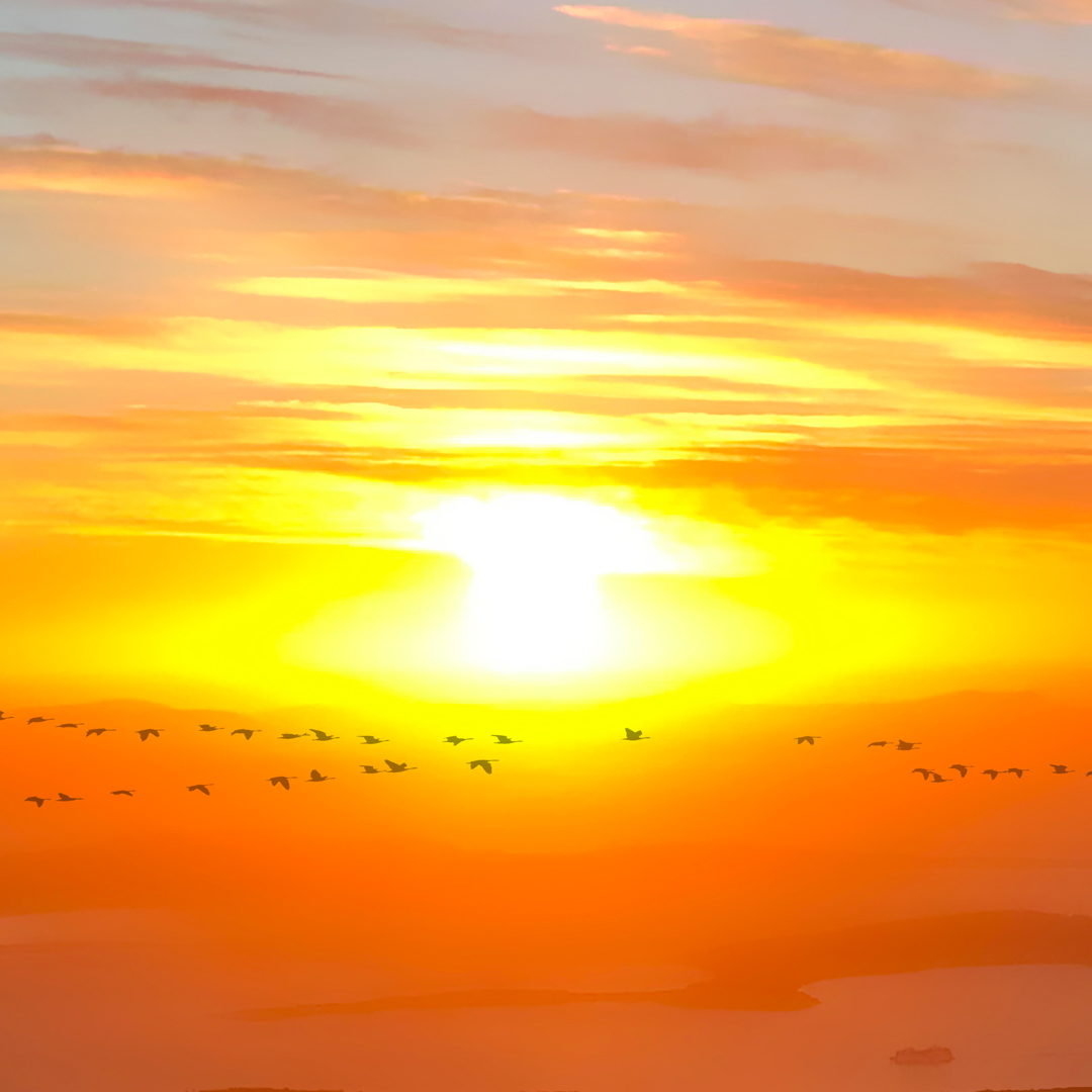 A picture of an orange sunset. A flock of birds pass across it.