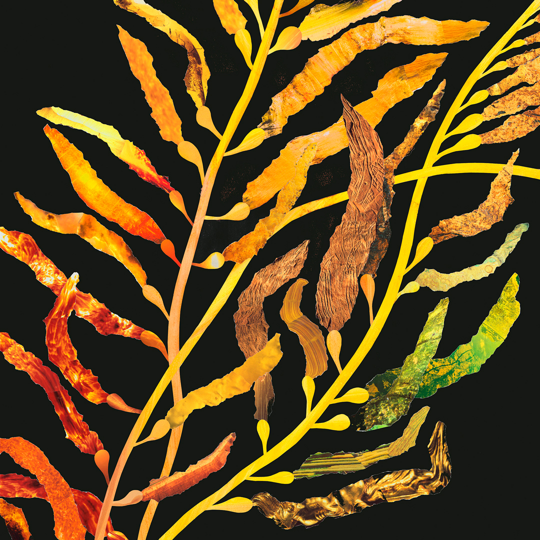 A collage depicting the foliage of giant kelp, created with coloured papers in oranges, yellows and greens, against a black background.