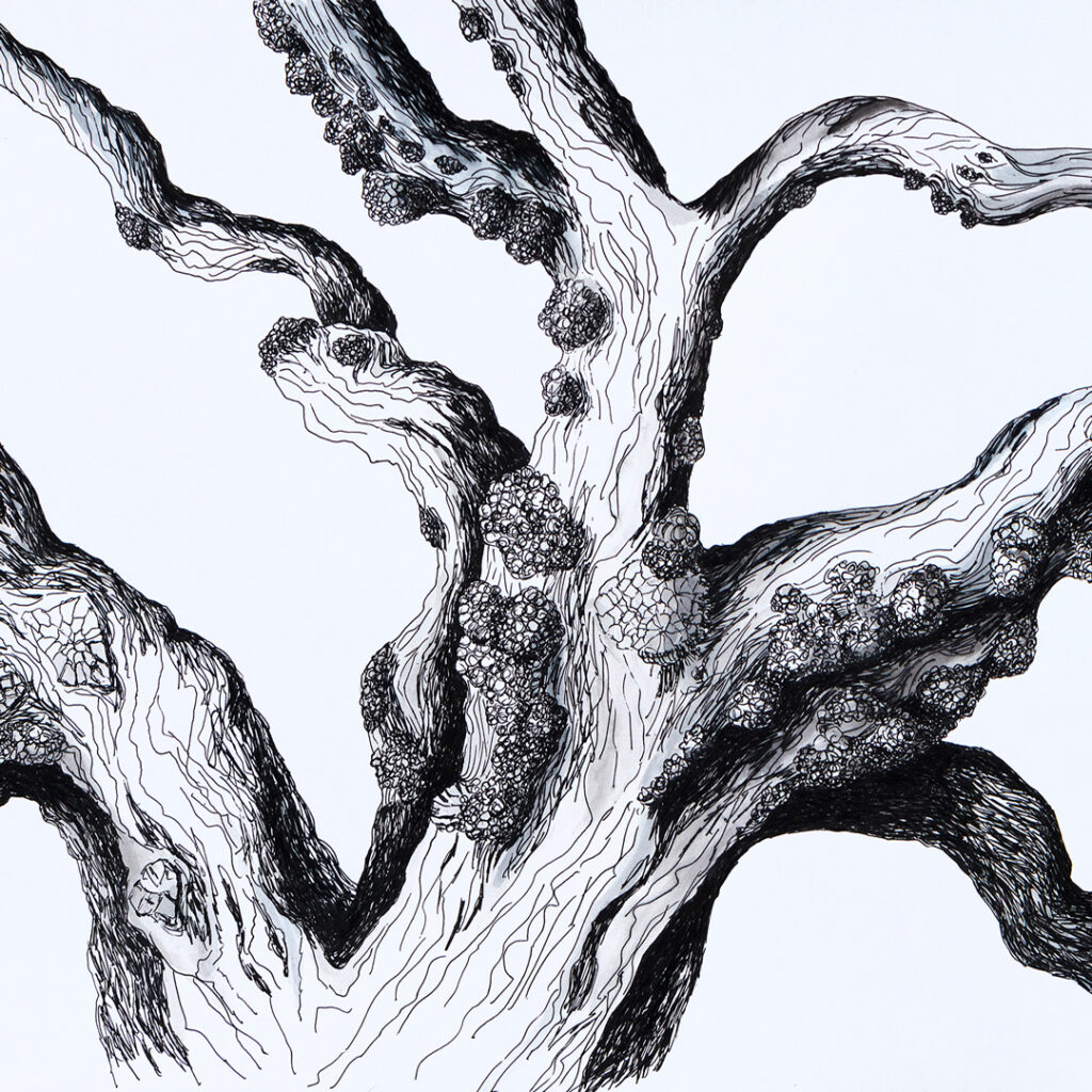 A black and white line drawing of a twisted, knotty trunk of a white mulberry tree.