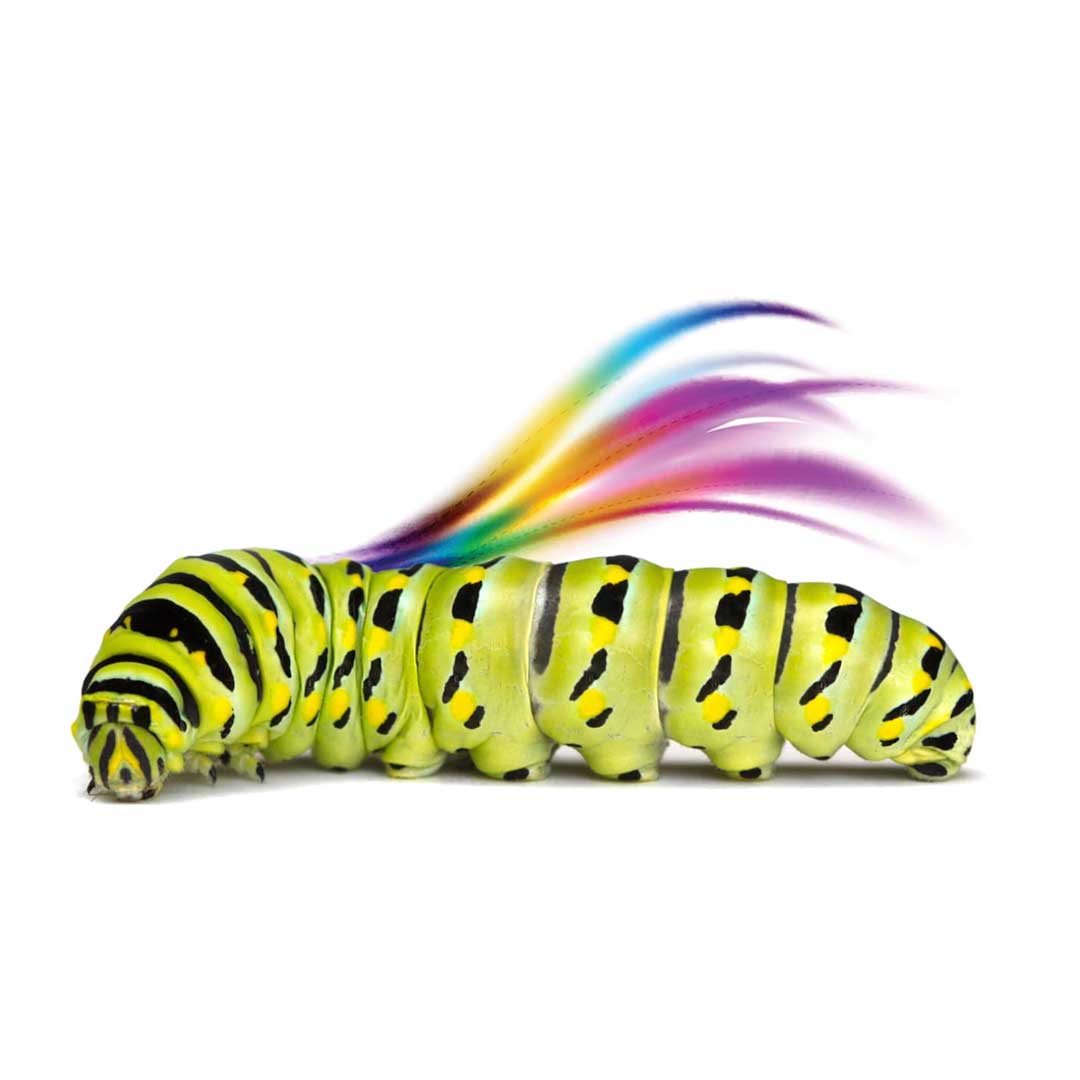 A lime green, yellow and black stripped caterpillar against a white background. above the caterpillar are waves of rainbow light giving the illusion of wings.
