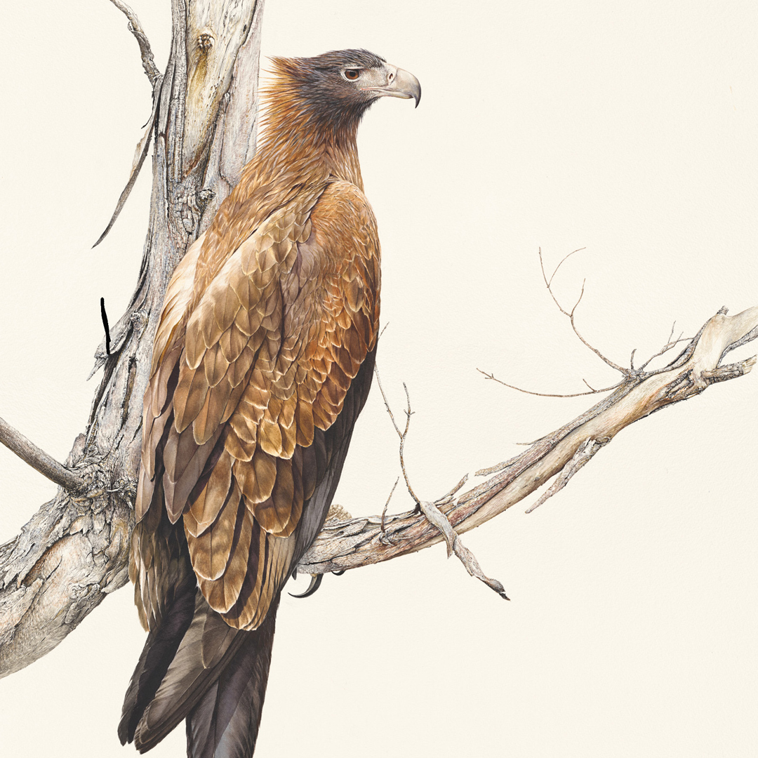 Belinda Kurczok. Wedge tailed eagle (2022). Acrylic.