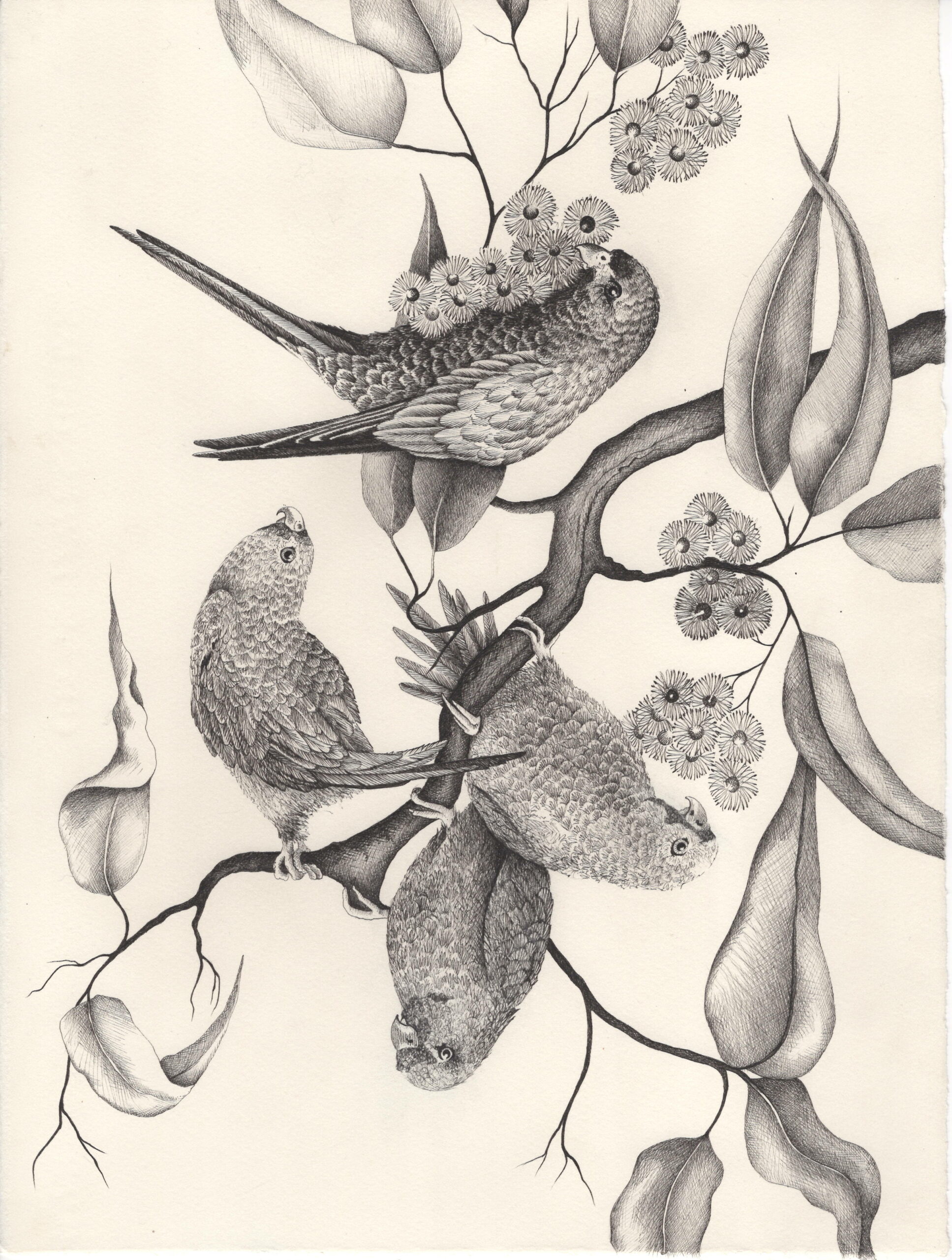 Sophie Amelia, Lathamus, 2024, Drawing,