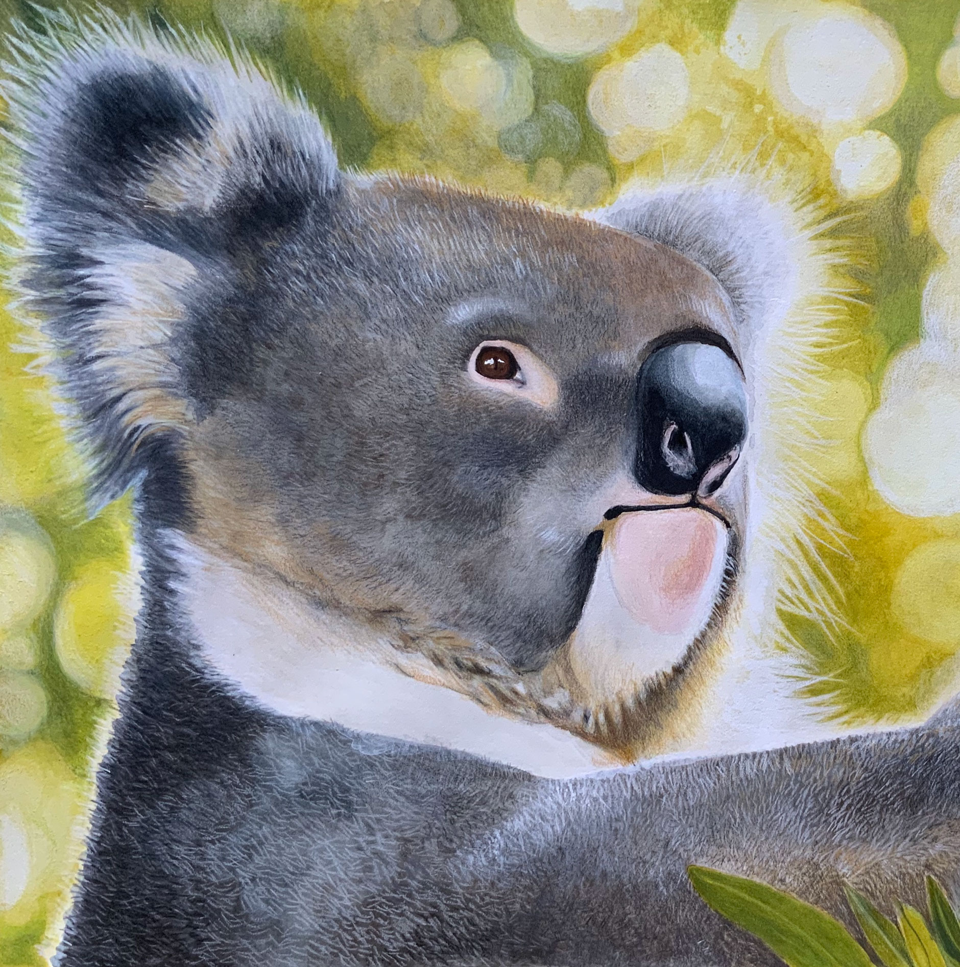 Koala