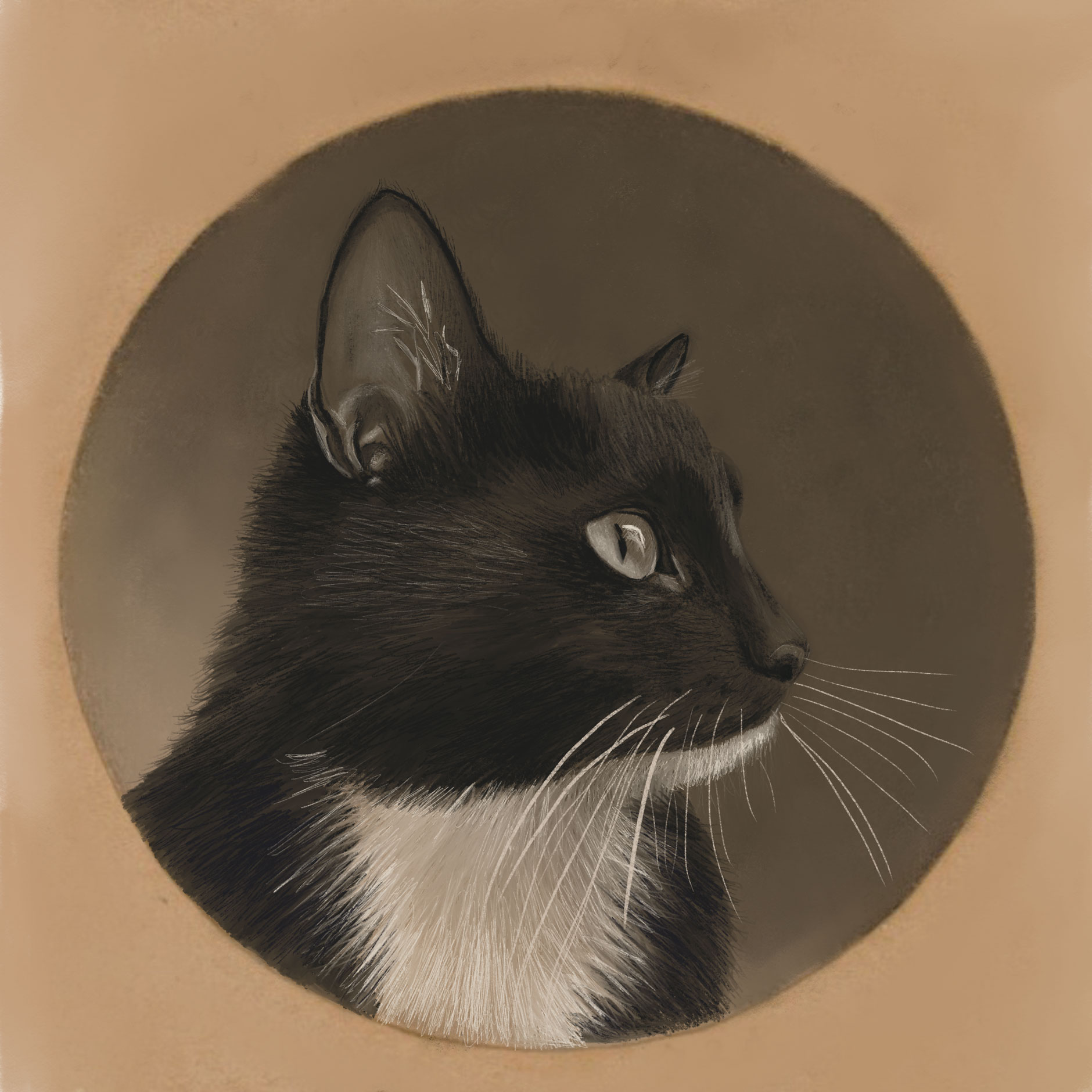 Portrait of a black and white cat