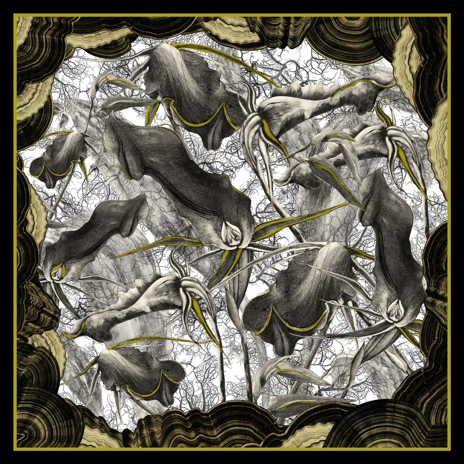 ORCHIDACEOUS – Wild and Rare Tasmanian Flora