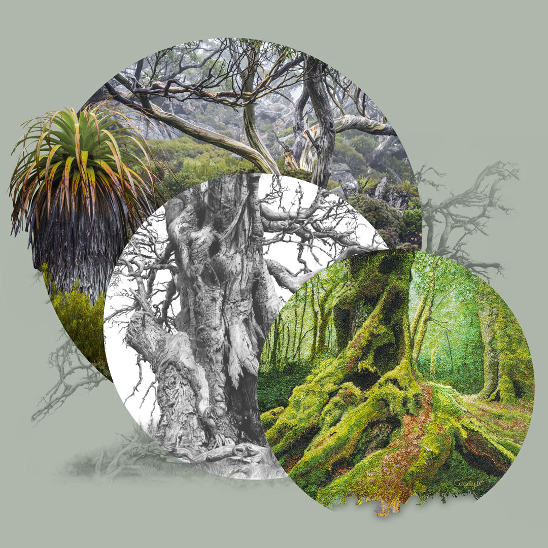 Tales from The Trees of Old